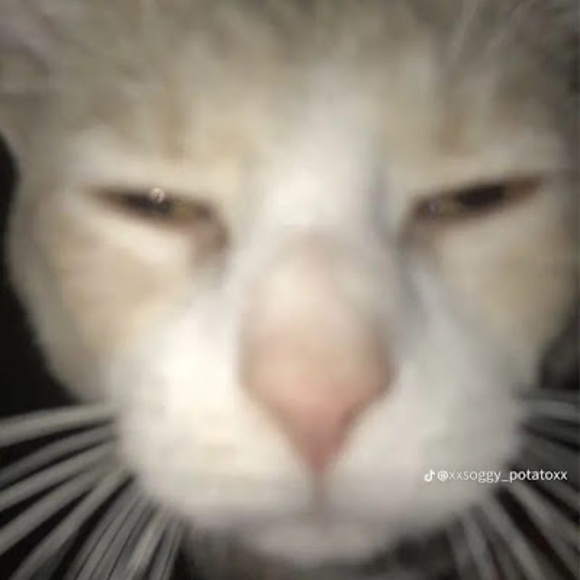 greans_beans